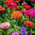 Mixed Zinnia Flower Seeds for Planting – Heirloom, Non-GMO, High Germination Organic Garden Seeds