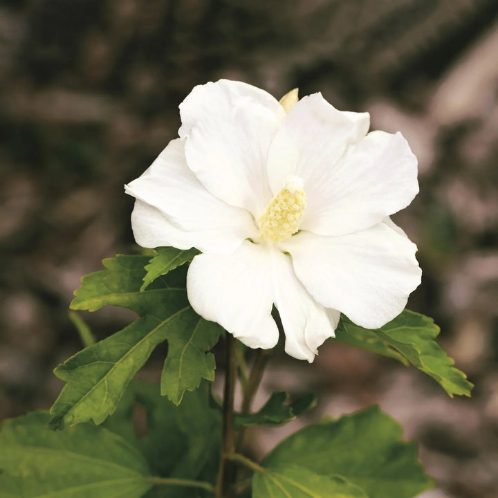 Flower Seeds, Seeds,Seeds For Planting,Plant Seeds