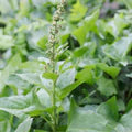 Green Henry Flower Seeds for Planting – Heirloom, Non-GMO, High Germination Organic Garden Seeds