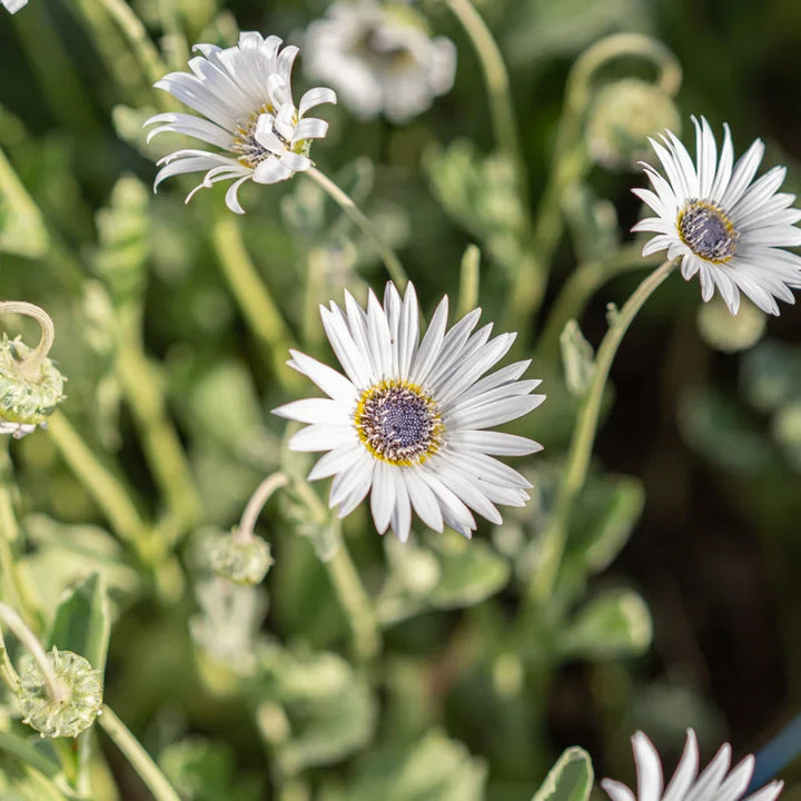 Flower Seeds, Seeds,Seeds For Planting,Plant Seeds