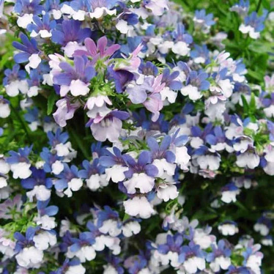 Blue White Nemesia Flower Seeds for Planting – Heirloom, Non-GMO, High Germination Garden Seeds