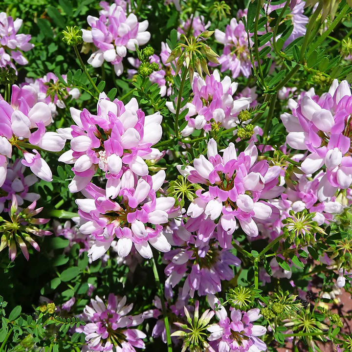 Violet Crown Vetch Flower Seeds for Planting Heirloom Non-GMO High Germination Organic Garden Seeds