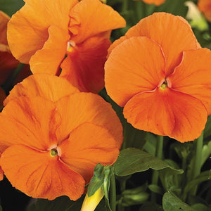 Flower Seeds, Seeds,Seeds For Planting,Plant Seeds