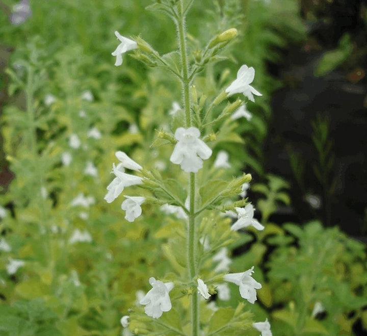 Flower Seeds, Seeds,Seeds For Planting,Plant Seeds