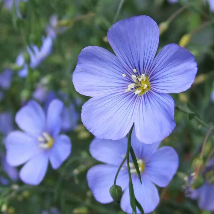 Flower Seeds, Seeds,Seeds For Planting,Plant Seeds