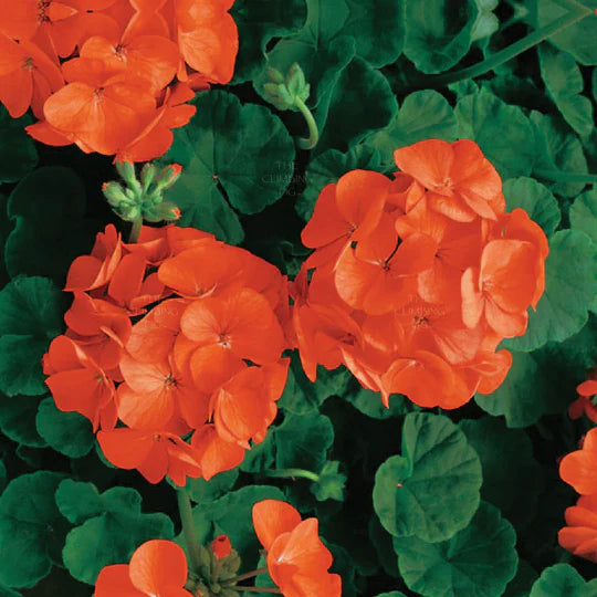 Pelargonium Orange Flower Seeds for Planting – Heirloom, Non-GMO, High Germination Garden Seeds
