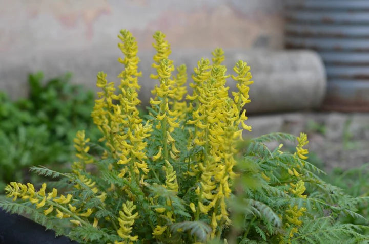 Yellow Corydalis Flower Seeds for Planting – Heirloom, Non-GMO, High Germination Garden Seeds