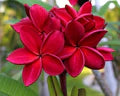 Red Frangipani Flower Seeds for Planting – Heirloom, Non-GMO, High Germination Organic Garden Seeds