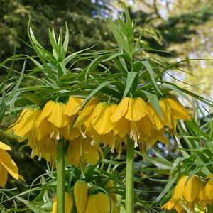 Flower Seeds, Seeds,Seeds For Planting,Plant Seeds