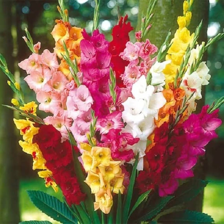 Flower Seeds, Seeds,Seeds For Planting,Plant Seeds