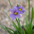 Sisyrinchium Flower Seeds for Planting – Heirloom, Non-GMO, Low-Maintenance High Germination Seeds