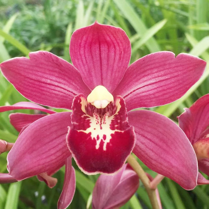 Rose Cymbidium Maxillaria Flower Seeds for Planting – Heirloom, Non-GMO, Bright Blooms, High Germination