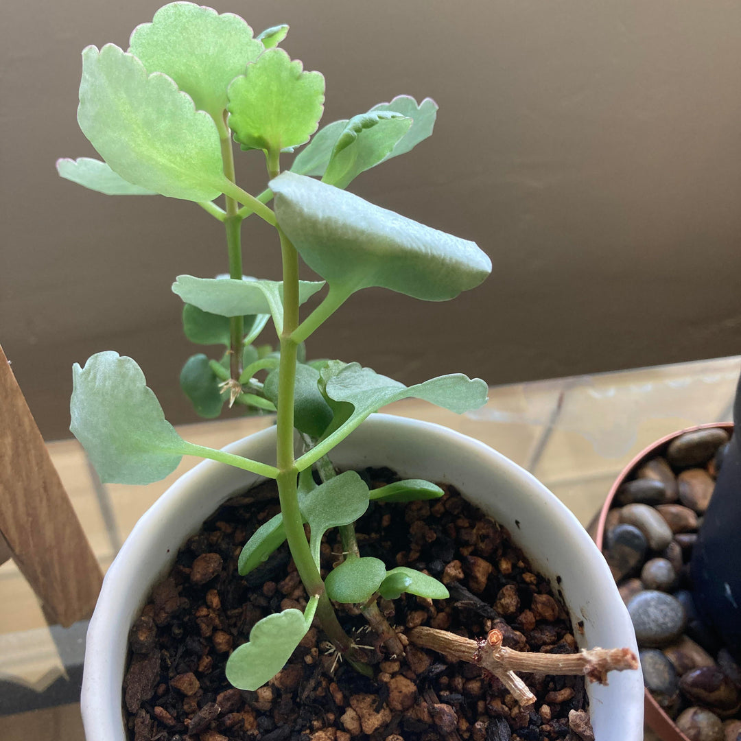 Flower Seeds, Seeds,Seeds For Planting,Plant Seeds