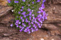 Purple Aubrieta Deltoidea Flower Seeds for Planting – Heirloom, Non-GMO, Garden Favorite, Organic Garden Seeds