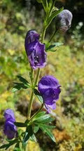 Blue Aconitum Napellus Flower Seeds for Planting – Heirloom, Non-GMO, Hardy Organic Garden Seeds