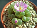 Green Conophytum Ernianum Flower Seeds for Planting – Heirloom, Non-GMO Vibrant Organic Garden Seeds