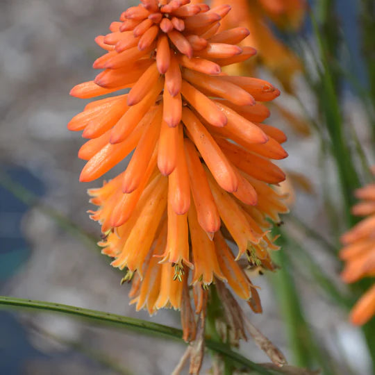 Orange Kniphofia Flower Seeds for Planting – Heirloom, Non-GMO, High Germination Garden Seeds