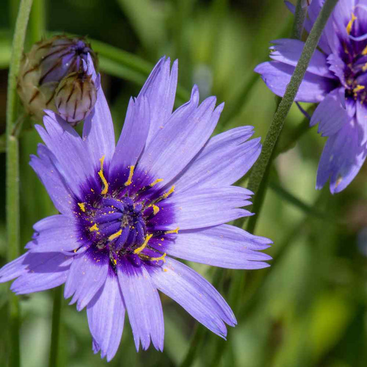 Flower Seeds, Seeds,Seeds For Planting,Plant Seeds