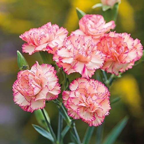 Flower Seeds, Seeds,Seeds For Planting,Plant Seeds
