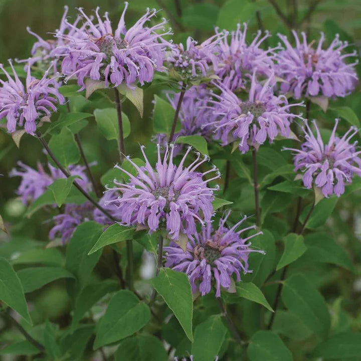 Purple Monarda Flower Seeds for Planting – Heirloom, Non-GMO, High Germination Organic Garden Seeds