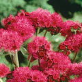 Red Ageratum Flower Seeds for Planting – Seasonal Bloomer Heirloom, Non-GMO, High Germination Garden Seeds