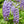 Flower Seeds, Seeds,Seeds For Planting,Plant Seeds