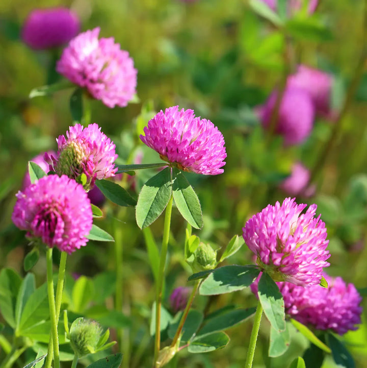 Flower Seeds, Seeds,Seeds For Planting,Plant Seeds