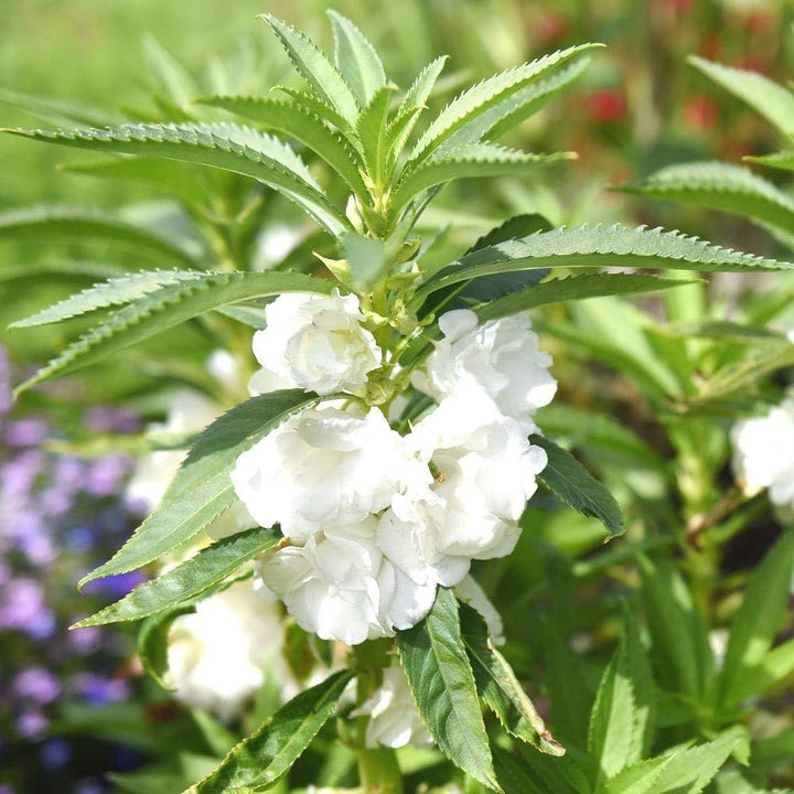 Flower Seeds, Seeds,Seeds For Planting,Plant Seeds