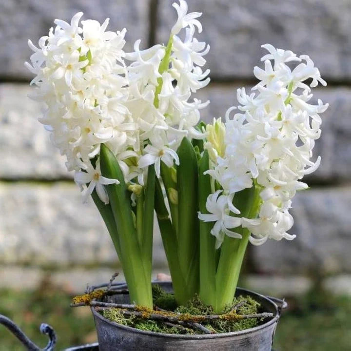 Hyacinthus Orientalis Flower Seeds for Planting – Low Maintenance, Heirloom, Non-GMO Seeds for Home Garden
