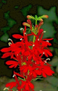 Cardinal Flower Seeds for Planting – Heirloom, Non-GMO, High Germination Long Bloom Season Seeds