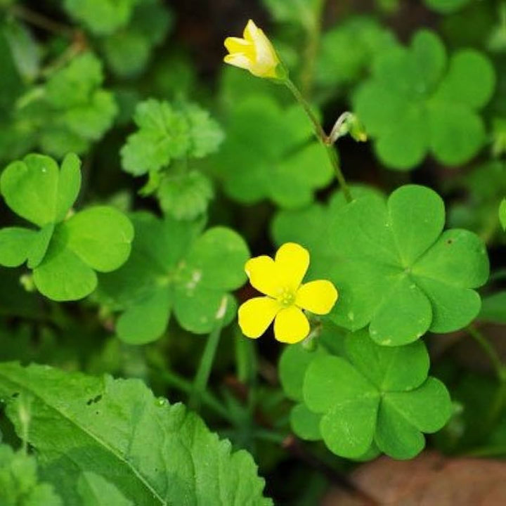Flower Seeds, Seeds,Seeds For Planting,Plant Seeds