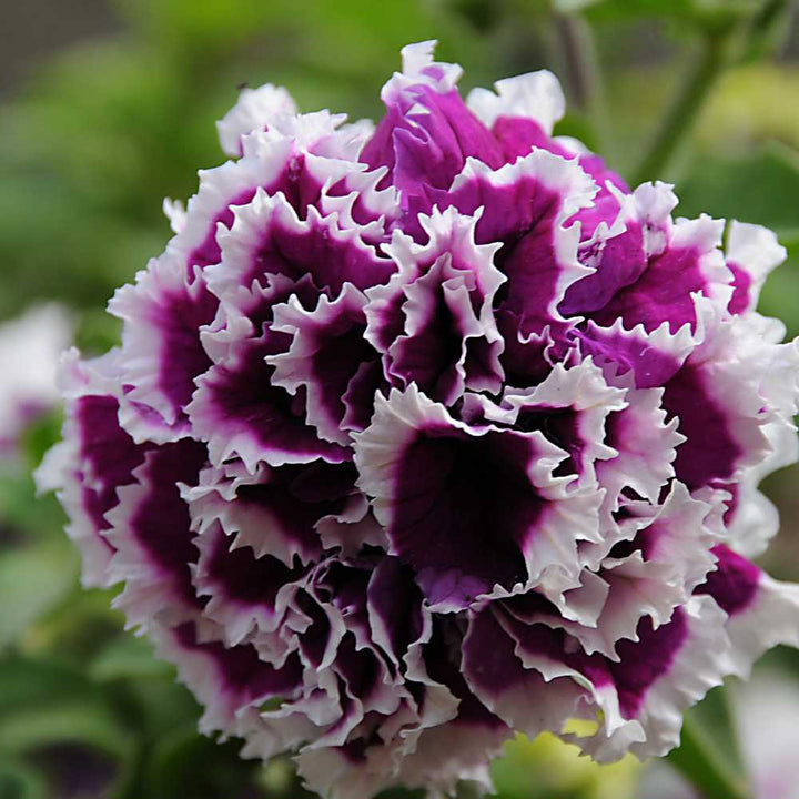 Flower Seeds, Seeds,Seeds For Planting,Plant Seeds