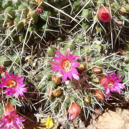 Mixed Mammillaria Flower Seeds for Planting – Heirloom, Non-GMO, High Germination Garden Seeds