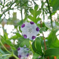White Blue Maculata Flower Seeds for Planting – Heirloom, Non-GMO, Seasonal Bloomer, High Germination