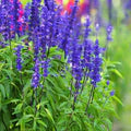 Blue Sage Flower Seeds for Planting – Heirloom, Non-GMO, Colorful Display Garden Seeds