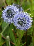 Globularia Flower Seeds for Planting – Heirloom, Non-GMO, Sun-Loving Garden Seeds