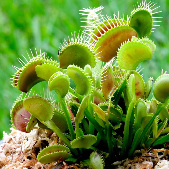 Venus Flower Seeds for Planting – Heirloom, Non-GMO, Premium Quality Garden Seeds