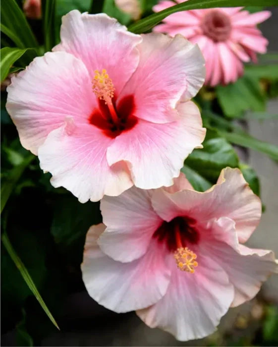 Pale Pink Hibiscus Flower Seeds for Planting Heirloom Non-GMO High Germination Organic Garden Seeds