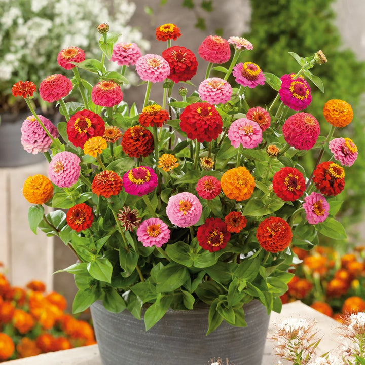 Flower Seeds, Seeds,Seeds For Planting,Plant Seeds