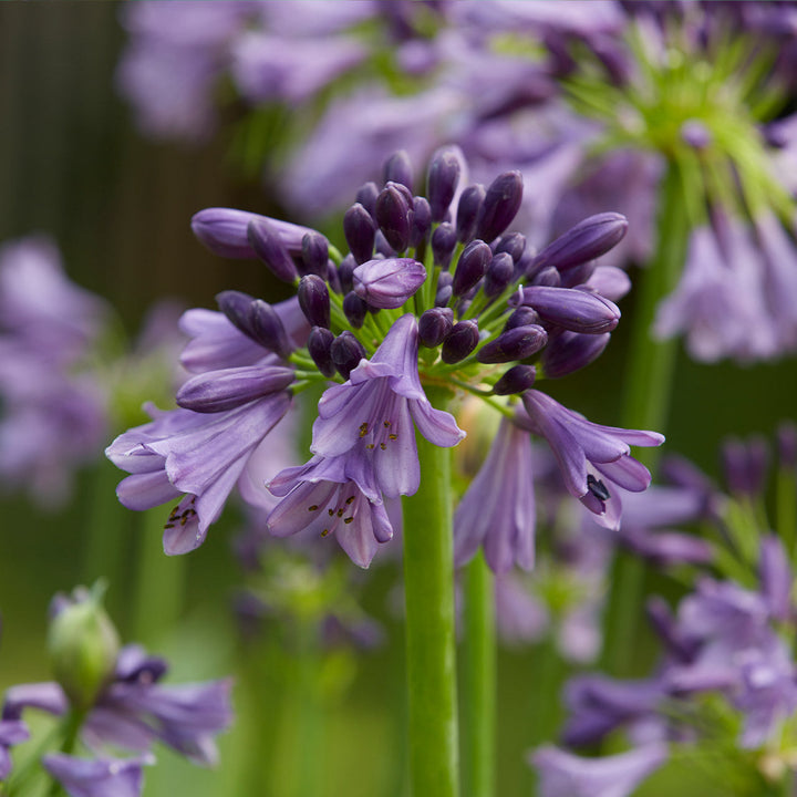Flower Seeds, Seeds,Seeds For Planting,Plant Seeds