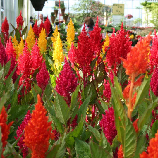 Mixed Celosia Argentea Flower Seeds for Planting – Heirloom, Non-GMO, High Germination Garden Seeds