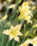 Gladiolus Tristis Flower Seeds for Planting – Colorful Display, Heirloom, Non-GMO, High Germination Organic Garden Seeds