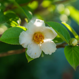 Flower Seeds, Seeds,Seeds For Planting,Plant Seeds
