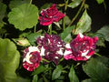 Marron Cream Rose Flower Seeds for Planting – Heirloom, Non-GMO, High Germination Garden Seeds