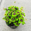 Oxalis Iron Cross Flower Seeds for Planting – Cottage Garden Essential, Heirloom, Non-GMO, High Germination Organic Seeds