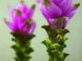 Purple Curcuma Flower Seeds for Planting – Heirloom, Non-GMO, High Germination Organic Garden Seeds