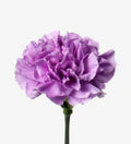 Lavender Carnations Flower Seeds for Planting – Heirloom, Non-GMO, High Germination Garden Seeds