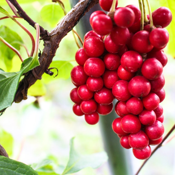 Flower Seeds, Seeds,Seeds For Planting,Plant Seeds