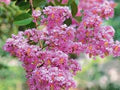 Pink Crape Myrtle Flower Seeds for Planting – Compact Growth Heirloom, Non-GMO, High Germination Garden Seeds