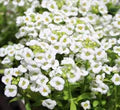Lobularia Flower Seeds for Planting – Low-Maintenance Heirloom, Non-GMO, High Germination Garden Seeds